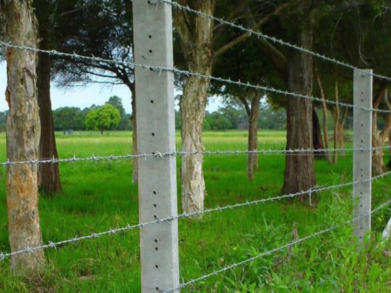 Barbed Wire