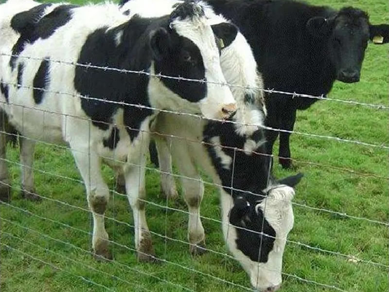 Cattle Fence