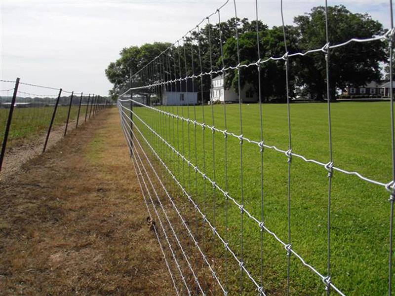 Cattle Fence
